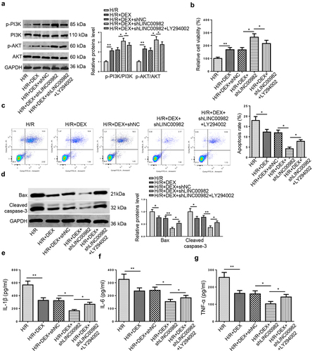 Figure 4. DEX improves H/R-induced MIRI by regulating LINC00982 and activating PI3K/AKT pathway. H9c2 cells were treated with DEX, DEX+shNC, DEX+shLINC00982, or DEX+shLINC00982+ LY294002 under H/R condition. (a) Western blotting showed protein levels of p-PI3K and p-AKT in different groups. (b) Cell viability in different groups was measured using MTT assay. (c) Cell apoptosis was measured using flow cytometry. (d-g) The levels of apoptosis-related proteins and proinflammatory cytokines were measured.