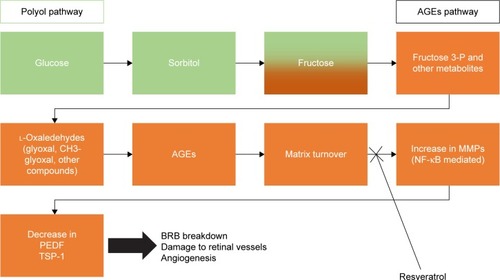 Figure 7 Schematic presentation of a possible mechanism of action for resveratrol in the development of diabetic retinopathy.