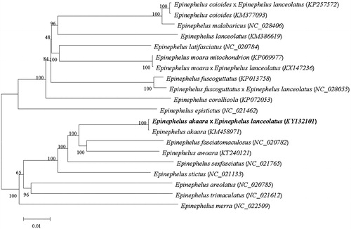 Figure 1. The NJ phylogenetic tree of Perciformes species. Numbers on each node are bootstrap values of 100 replicates.