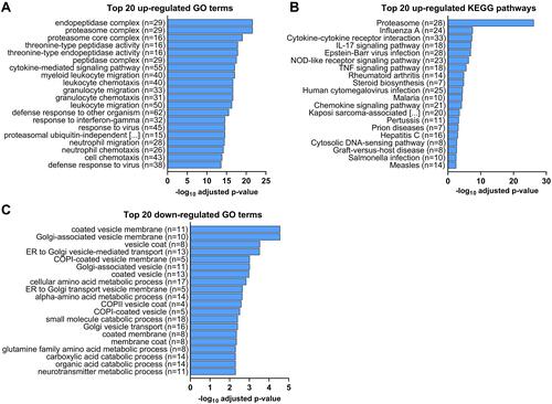 Figure 3 RNA sequencing analysis of differentially expressed genes (DEGs) in the mammary gland infused with lipopolysaccharide for 12 h compared with the gland treated with PBS (n = 5): Top 20 GO terms and KEGG pathways significantly enriched from up- (A and B) or downregulated (C) DEGs with the most significant adjusted P values (padj) by Benjamini-Hochberg correction for multiple testing (padj < 0.05). n represents the number of genes corresponding to each GO term that were up- or downregulated.