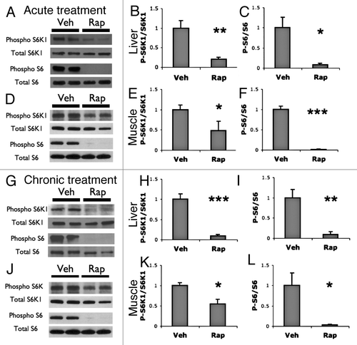 Figure 6. Acute and chronic rapamycin treatments reduce levels of phospho S6K1 and phospho S6. (A– C) Western blot analysis of liver following acute treatment with vehicle or rapamycin. (A) Representative blots showing westerns against phospho-S6K1 (T389) and total S6K1 and phospho-S6 (S240/S244) in vehicle (Veh) or rapamycin (Rap) treated liver. (B) Quantification of phospho-S6K1 to total S6K1. (C) Quantification of phospho-S6 to total S6. (D–F) western blot analysis of muscle following acute treatment with vehicle or rapamycin. (D) Representative blots (E) Quantification of phospho S6K1 to total S6K1. (F) Quantification of phospho-S6 to total S6. (G–I) Western analysis of liver following chronic treatment with vehicle or rapamycin. (G) Representative blots. (H) Quantification of phospho S6K1 to total S6K1. (I) Quantification of phospho-S6 to total S6. (J–L) Western analysis of muscle following chronic treatment with vehicle or rapamycin. (G) Representative blots. (E) Quantification of phospho S6K1 to total S6K1. (F) Quantification of phospho-S6 to total S6. T-test was used to compare Veh to Rap: *P < 0.05; **P < 0.01; ***P < 0.001. For all experiments n = 4 samples per group.