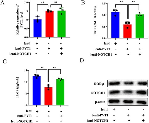 Figure 4. LncRNA PVT1 affected Th17 cell differentiation by down-regulating Notch1. CD4+ T cells were divided into three groups (n = 3 per group): Lenti, Lenti-PVT1, and Lenti-PVT1 + Lenti-NOTCH1. (A) PVT1 levels were detected by qRT-PCR (B) The number of Th17 cells (IL-17+ cells) was detected by flow cytometry. (C) IL-17 levels were determined by ELISA. (D) Protein levels of RORγt and NOTCH1 were determined by western blot. ** P < 0.01 vs the lenti group or lenti-PVT1 group.