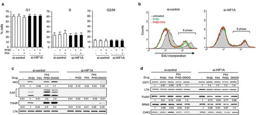 Figure 2. Analysis of cell cycle in cells treated with hypoxia mimetics