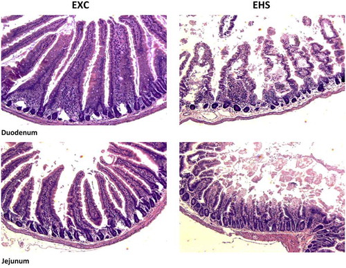 Figure 6. Representative histological images of H&E stained regions of the small intestine in exertional heat stroke (EHS) vs exercise control (EXC) mice. Images were taken 30 min after mice experienced EHS at 37.5°C air temperature or underwent equal intensity and duration of exercise at 25°C air temperature. Reprinted with permission from [Citation59], copyright (2015), American Physiological Society