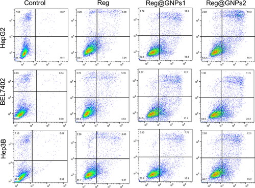 Figure 7. Apoptosis finding by Annexin V-FITC and PI staining in Hep3B, BEL7402, and HepG2 cells treated with Reg, Reg@GNPs1 and Reg@GNPs2 with their IC50 concentration for 24-h by flow cytometry.