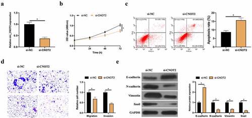 Figure 2. CircCNOT2 knockdown effectively prevents BC invasion, migration and EMT. A: RT-qPCR to detect the impact of circCNOT2 knockdown on MCF-7 cells; B: MTT to detect the impact of circCNOT2 knockdown on MCF-7 cell proliferation; C: Flow cytometry to detect the impact of circCNOT2 knockdown on MCF-7 apoptosis; D: Transwell to detect the effect of knocking down circCNOT2 on the of MCF-7 cell invasion and migration; E: Western blot to detect the effect of knocking down circCNOT2 on E-cadherin, N-cadherin, Vimentin and snail protein expressions in MCF-7 cells. Values presentation was detailed in mean ± SD (n = 3). Via one-way ANOVA to calculate the significance of each group, the variance correction was done via Tukey’s test. *P < 0.05