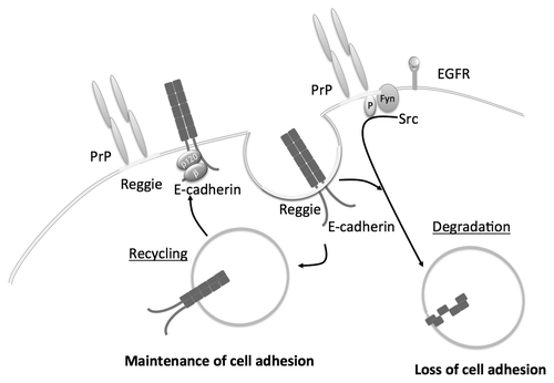 Figure 2. Reggie/Flotillin-dependent endocytosis of E-cadherin. Reggies/Flotillins regulates E-cadherin endocytosis through macropinocytosis and the recycling of E-cadherin. EGFR can phosphorylate reggie/flotillins preventing their action and thereby inducing the degradation of E-cadherin.