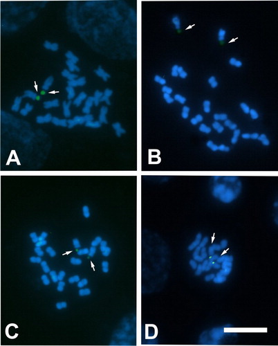 Figure 3. Photomicrographs of mitotic metaphases of Sclerophylax stained with CMA/DAPI. A, S. kurtzii; B, S. arnottii; C, S. spinescens; D, S. adnatifolia. Arrows point to CMA+/DAPI– bands (green signals). All at the same scale, bar = 10 µm.
