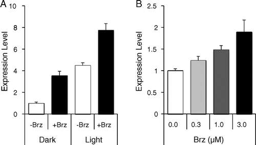 Fig. 6. Expression of BPG3 mRNA is induced by Brz.Notes: Quantitative real-time PCR analysis of BPG3 mRNA expression in the hypocotyls of wild-type plants treated with or without Brz grown under long days (16-h light/8-h dark) or in the dark. Error bars indicate SD (N = 3). (A) Wild-type plants treated with continuous stimulation for 7 d using 3 µM Brz. (B) Wild-type plants treated with transient stimulation for 3 h using 0, 0.3, 1.0, or 3.0 µM Brz after being light-grown for 7 d.