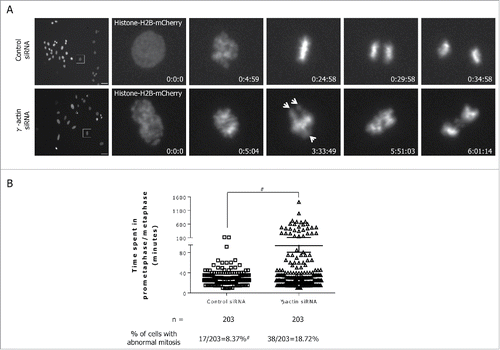 Figure 7. Partial depletion of γ-actin induces mitotic defects. (A) Still images from movies in Supplemental Movie 1 and 2, showing SH-EP mCherry-histone-H2B expressing cells transfected with the control siRNA (top panels) undergoing normal mitosis or with the γ-actin siRNA (bottom panels) undergoing abnormal mitosis. Arrows showing uncongressed chromosomes. Time is in h:min:s; Scale bar, 50 µm. (B) A scatter plot showing the duration for prometaphase/metaphase in the control and γ-actin depleted cells, which was measured from nuclear envelope breakdown to the beginning of anaphase. n = the total number of mitotic cells undergoing mitosis analyzed from 3 independent experiments. #Control siRNA cells have more than 203 mitotic cells, however, we only analyzed 203 mitotic cells due to fewer mitotic cells in the γ-actin siRNA cells. Therefore the actual percentage of mitotic abnormalities for the control siRNA cells is lower than 8.37%. #P < 0 .005, statistically significant when comparing the γ-actin siRNA cells to the control siRNA cells.