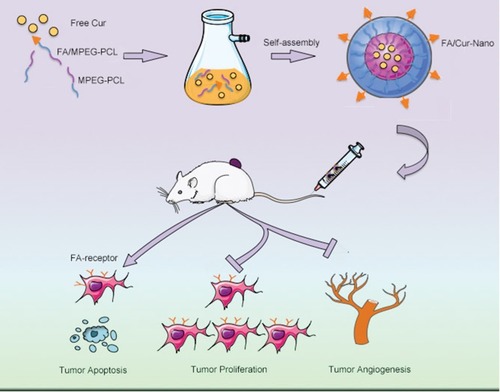 Figure 1 Schematic diagram of the study. The self-assembled FA/Nano-Cur micelles composed of MPEG-PCL polymers, FA/MPEG-PCL polymers and Free Cur were administrated intravenously in the mice heterotopic colorectal cancer model, showing the capability of promoting tumor apoptosis, inhibiting tumor proliferation and attenuating tumor angiogenesis.