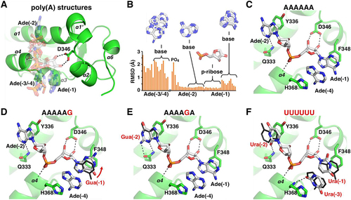 Figure 4. Structures of LARP1 LaM domain in complex with guanosine-containing poly(A) RNAs and poly(U). (A) Overlay of seven structures of poly(A) RNAs: 2×A3, A4, 2×A6, A3UA2, and A11 [Citation7]. Two different stacking conformations are present. In four structures, adenine (4), numbered from the 3′-end, stacks on adenine (1), while adenine (3) does so in the other structures. Specificity for the 3′-terminus is mediated by polar contacts with Asp346. (B) Spread of atomic positions in the seven structures. Ribose (1) and adenine (2) show the least spread in the overlay. (C) Structure of A6 bound to LARP1 LaM (PDB 7SOS) [Citation7]. Adenine base (1) and adenine (4) stack between Phe348 and His368. Adenine (2) stacks against Tyr336. (Only selected atoms are shown for clarity.) (D) Structure of the complex with A5G. Guanine (1) is shifted up relative to adenine in the A6 structure (black). The guanine N2 makes an additional hydrogen bond with an ordered sulfate ion in the crystal (not shown). (E) Structure of the complex with A4GA. Guanine base (2) makes additional hydrogen bond with Gln333, improving the binding affinity. (F) Comparison of the complexes with U6. The uracil bases overlap with adenines in the A6 structure (black) but are smaller and contribute less to the binding affinity. Adenine (4) makes two hydrogen bonds with protein backbone atoms (not shown) while uracil (3) makes only one.