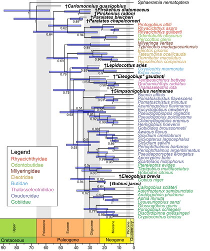 Figure 11. Tip-dated, relaxed-clock total evidence Bayesian inference phylogeny (fossilized birth–death tree model) including all 10 fossil species (ASDSF = 0.028530). ASDSF, average standard deviation of split frequencies between two independent runs. Numbers at nodes depict posterior probability, node bars indicate the 95% highest posterior density for divergence times. Scale axis in Ma; chronostratigraphic chart following Cohen et al. (Citation2022).