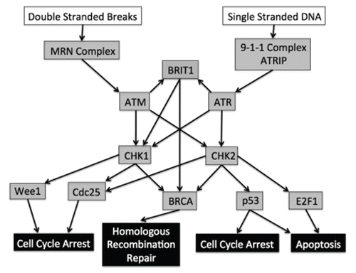 Figure 1 ATM/ATR DNA-damage response pathway. Open boxes indicate damage signals; gray boxes indicate the genetic components; filled boxes represent the downstream consequences of the response pathway. Arrows indicate the ability of one component of the pathway to lead to the activation of a subsequent component.