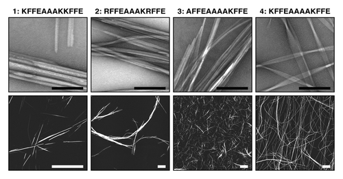 Figure 2. Structure and morphology of different amyloid aggregates assembled from KFFEAAAKKFFE Citation8 and variants Citation24 results in altered morphology and assembly properties. Images show aggregated peptide samples 1: KFFEAAAKKFFE in PBS, 2: RFFEAAAKRFFE in PBS, 3: AFFEAAAAKFFE in water, and 4: KFFEAAAAKFFE in water. Upper row shows negative stain transmission electron microscope images (black scale bars = 200 nm). Lower row shows atomic force microscopy height images (white scale bars = 2 μm).