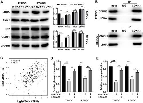 Figure 5 CDKN3 regulates glycolysis through LDHA. (A) Western blot was used to detect the protein expression of LDHA, GLUT, HK2, and PKM2 in BLCA/GC cells transfected with or without CDKN3 shRNA. (B) CO-IP-western blot analysis of T24/GC and RT4/GC cells. The lysates were incubated with anti-CDKN3 antibodies, and the fractionated immunoprecipitates were probed on western blots using antibodies against CDKN3 and LDHA. (C) Correlation analysis of TCGA database with GEPIA between CDKN3 and LDHA in BLCA tissues. Knockdown of CDKN3 and overexpression of LDHA in BLCA/GC cells. The level of (D) glucose uptake and (E) lactate production was measured. Asterisks represent the degree of significance: P- values: ns presented P ≥ 0.05, *P < 0.05, **P < 0.01 and ***P < 0.001.