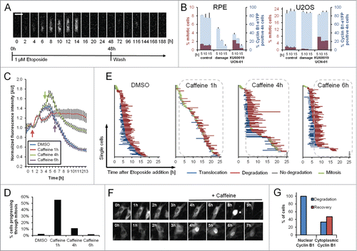 Figure 4. Single RPE cells are not able to recover after Cyclin B1 nuclear translocation. (A) Representative montage of an RPE Cyclin B1-eYFP cell growing on a fibronectin-coated micropattern treated with 1 μM Etoposide for 48 h and followed for an additional 114 h after Etoposide was washed out. Scale bar: 50 μm. (B) RPE Cyclin B1-eYFP cells and U2OS Cyclin B1-eYFP cells were treated for 5, 10 or, 15 h with 1 μM Etoposide or mock treated. Subsequently, damaged cells were forced into mitosis using KU60019 and UCN-01. Nocodazole was added to block cells in mitosis. The percentage of Cyclin B1-eYFP positive cells and the percentage of mitotic cells were determined by flow cytometry. The graphs denote averages of 3 independent experiments. Error bars represent standard errors. (C) Time-lapse microscopy quantifications of RPE Cyclin B1-eYFP cells treated with 1 μM Etoposide at time point 0 and caffeine addition at the indicated time points. The error bars represent standard error of the mean signal of at least 8 positions. (D) The percentage of Cyclin B1-eYFP-positive cells passing through mitosis was assessed from (C). (E) The time point of nuclear translocation and the onset of degradation of Cyclin B1-eYFP were determined in single cells treated as in (C). Each line represents a single cell. The dotted lines indicate presence of caffeine. (F) Representative images of cells in (C) treated with Caffeine. Mitotic cell is marked by asterisk. (G) RPE Cyclin B1-eYFP cells were treated with 1 μM Etoposide and caffeine was added after 4 h. Cyclin B1-eYFP intracellular localization and cell fate was assessed for 96 individual cells.