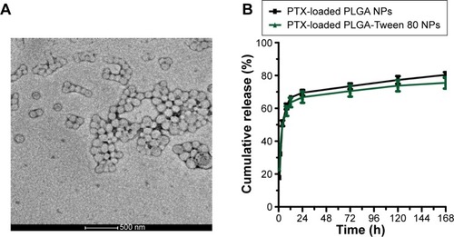 Figure 3 Characteristics of nanoparticles.Notes: Transmission electron microscope image of PLGA-Tween 80 NPs (A). In vitro drug release behaviors of PTX-loaded NPs (B).Abbreviations: PLGA, poly(d,l-lactide-co-glycolide); NPs, nanoparticles; PTX, paclitaxel; h, hours.