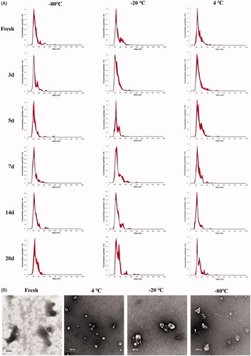 Figure 1. Characterization of sEVs under different storage conditions. (A) NTA graph of sEVs. (B) TEM images of sEVs.