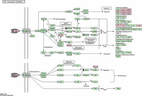 Figure 5. Hub genes in the TNF-α signaling pathway