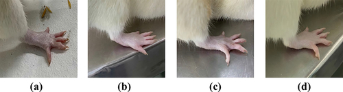Figure 10. Images showing paw edema of rats under different treatment (A) Control, (B) CFA (Toxic control), (C) Diclofenac gel and (D) MNF-TEopt gel.