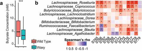 Figure 4. Waxy sorghum altered SCFA production. (a) Box plot of the concentration of butyrate in waxy and wild type sorghum (rANOVA followed by FDR correction, p < .001: ***). (b) Heatmap shows the association between butyrate production and relative abundance of specific bacterial genera in each subject using Spearman’s correlations; statistical significance of the association was corrected with FDR correction; p < .05 considered significant and denoted by asterisk.