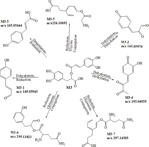 Figure 5 Proposed metabolic pathways of Rosmarinic acid.
