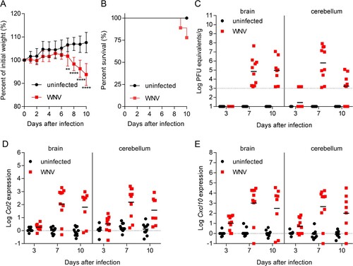 Figure 1. Progress of WNV neuroinvasion in mice. (A) Changes in body weight induced after WNV infection. Mice were infected with WNV (104 PFU/mice i.p.), or mock infected, and the weight was recorded daily up to 10 dpi. Data represent means ± SD (n = 10 animals/group). **, P < 0.01; **** P < 0.0001 for Sidak multiple comparison test. (B) Survival of mice infected with WNV (n = 10). (C) Virus load in the CNS of mice infected with WNV. Samples from brain and cerebellum were obtained at 3, 7 and 10 dpi, and virus load was analysed by quantitative PCR. The geometric means are indicated for each group. Each symbol denotes a single animal. Samples with viral burden below the detection limit are indicated in the baseline. Each symbol denotes a single animal (n = 9 uninfected and n = 10 infected mice at 3 dpi; n = 10 uninfected and n = 10 infected mice at 7 dpi; n = 10 uninfected and n = 8 infected mice at 10 dpi). (D,E) Expression of inflammatory markers in the CNS of mice infected with WNV. The amount of mRNA of Ccl2 (D) and Cxcl10 (E) in the brain and cerebellum was quantified (relative to GAPDH) by real-time PCR. The means are indicated for each group. Each symbol denotes a single animal (n = 9 uninfected and n = 10 infected mice at 3 dpi; n = 10 uninfected and n = 10 infected mice at 7 dpi; n = 10 uninfected and n = 8 infected mice at 10 dpi).