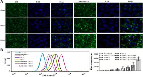 Figure 4 (A) Confocal images of Hepa1-6 cells incubated with free EM (water suspension) and RADA16-I-EM hydrogels at 24 h. Blue and green colors represent DAPI and EM, respectively; Scale bars are 30 μm. [EM] = 120, 160, 200 μM. (B) Flow cytometry of uptake EM (left) and quantification (right) after 24 h incubation. The data were presented as the mean ± SD, n = 3. 1, 2 and 3 represent EM concentrations of 120, 160, 200 μM, respectively, [RADA16-I] = 5 mg/mL, #P<0.05, *P<0.01 vs free EM.