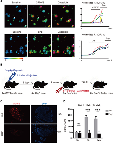 Figure 1 CFT073 induces neuron activation and CGRP release (A) Representative Fura-2 ratiometric fields (left) and calcium traces (right) of DRG neurons responding to CFT073 (5 x 107 CFUs), LPS (10 ng/mL) and capsaicin (1 μM) (n=3). (B) Experimental schematic of TRPV1+ neuron ablation and CFT073-induced UTIs to mice. (C) Representative images of TRPV1+ (red) neurons by immunofluorescence assays (n=5). (D) Measurement of CGRP release with an ELISA kit. CGRP released from bladder (0, 8 and 24 hours) after CFT073 infection (5 x 107 CFUs) of vehicle-treated or Caph mice (n = 3; ns, P > 0.05; ***P < 0.001).