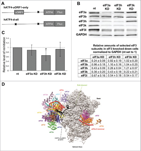 Figure 2. The eIF3h subunit of human eIF3 enhances efficiency of resumption of scanning from ATF4s uORF1 for reinitiation downstream. A) Schematics of hATF4-Fluc constructs used in C). B) Efficiency of siRNA-mediated downregulation and co-downregulation of protein levels of selected eIF3 subunits normalized to house-keeping GAPDH and Non-targeted (nt) control cells estimated by Western blotting. C) Relative Firefly luciferase signals obtained from HeLa cells knocked down for indicated eIF3 subunits transfected with either the “uORF1-only” or “d-all” constructs (the latter was used for normalization purposes), expressed as relative percentages of Fluc signals obtained from Non-targeted control (nt) cells. The Firefly luciferase signals were individually normalized to mRNA levels of each reporter, which were beforehand normalized to the spike RNA added before the RNA extraction. Statistical analysis was performed using One sample t test; statistical significance is indicated by stars (one star means P ≤ 0.05). D) Graphical illustration of the proposed arrangement of the post-termination complex on ATF4s uORF1 with its secondary structures interacting with the eIF3h subunit of eIF3 to promote resumption of scanning for REI on the ATF4 mRNA. Depicted is the exit channel view of the 48S PIC (adopted fromCitation47) illustrating 12 color-coded eIF3 subunits with eIF3a and eIF3h indicated by an arrow. The 5′ UTR of the ATF4s uORF1 highlighting its secondary structures is shown in black.