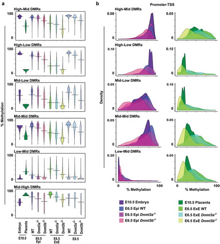 Figure 5. Dnmt3a- or Dnmt3b-deficiency alters proper establishment of DMR-associated patterns. (a) Violin plots representing DNA methylation distribution and median values of tiles associated with the different DMR categories at E10.5, and their methylation levels in overlapping tiles of different tissues and genotypes at E6.5 [Citation16] and E8.5 [Citation15]. (b) Density plots describing the mean methylation profiles of promoter-TSS associated tiles in each DMR category for E10.5 embryo and E6.5 epiblast (wt, Dnmt3a-/- and Dnmt3b-/-) (left panel) and for E10.5 placenta and E6.5 extraembryonic ectoderm (wt, Dnmt3a-/- and Dnmt3b-/-) (right panel). E: embryo, Epi: epiblast, ExE: extraembryonic ectoderm. See Table S3 for median and mean methylation values, and Table S4 for a number of overlapping tiles analysed.