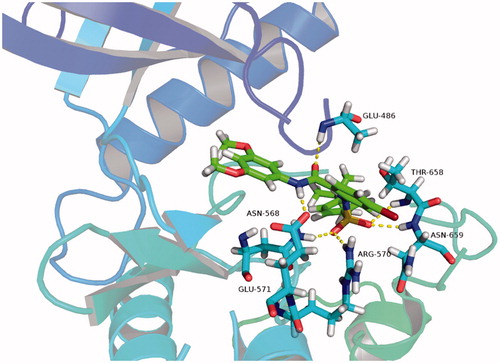 Figure 8. Molecular docking model of compound C9 and FGFR1.