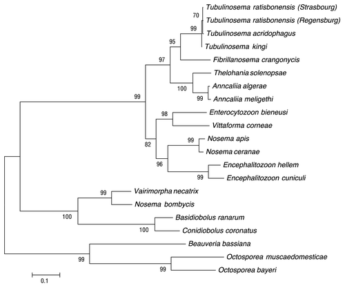 Figure 4. Phylogenetic analysis of various microsporidial species. Maximum composite likelihood analysis of small subunit rDNA showing the relationships of the identified microsporidia species in our fly cultures to other microsporidia. This analysis reveals the close relationship between T. ratisbonensis, T. kingi, and T. acridophagus. Bootstrap values are shown.
