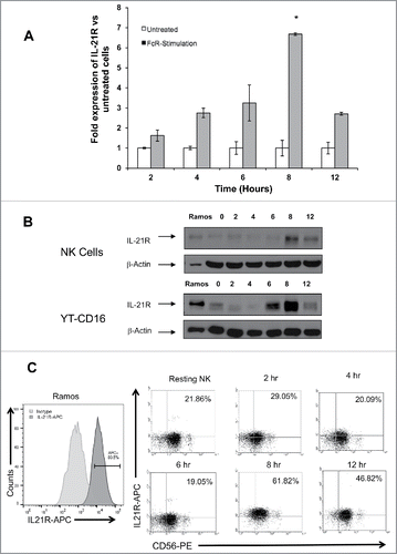 Figure 2. The IL-21R is upregulated on NK cells following FcR stimulation in a time-dependent fashion. NK cells stimulated via the FcR by immobilized IgG were analyzed at varying time points for expression of IL-21R transcript by (A) RT-PCR and IL-21R protein by (B) immunoblot analysis, and (C) flow cytometry. (A) RT-PCR for IL-21R transcript in untreated NK cells and NK cells cultured in the presence of immobilized-IgG at the time points indicated. Data represent the mean fold increase in IL-21R expression in three donors ± SD. The asterisk (*) denotes p < 0.01 vs. all time points shown. (B) IL-21R expression at the protein level was confirmed by immunoblot analysis in primary NK cells and YT-CD16 cells at the time points indicated. The Ramos tumor cell line served as a positive control. The membranes were re-probed for β-actin to confirm equal loading. (C) IL-21R expression was measured by flow cytometry in resting NK cells and NK cells stimulated with immobilized-IgG. Cells were stained with anti-CD56-PE and anti-IL-21R-APC Abs at the time points indicated and fluorescence was compared to that obtained with an isotype control antibody. HeLa and Ramos acted as negative and positive controls, respectively. Percentages are reflective of dual positive populations (Q2). Each plot depicts the results from one representative donor. Results are representative of three normal donors tested.