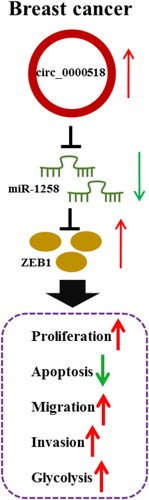 Figure 8. The diagram shows the role of circ_0000518/miR-1258/ZEB1 axis in BC progression.