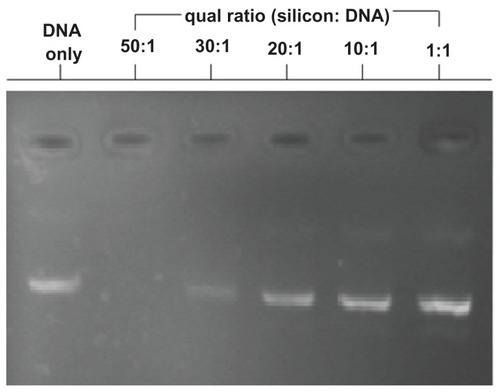 Figure 2 Agarose gel electrophoresis assay demonstrating APTES-SiNP-DNA complexation. A constant amount of DNA was complexed with nanoparticles at different ratios of 50:1, 30:1, 20:1, 10:1, and 1:1 (10 mM, pH 7.4). No 50:1 or 30:1 APTES-SiNP-DNA band is observed because of fluorescence quenching by nanoparticle complexation.Abbreviations: APTES, aminopropyltriethoxysilane; SiNP, silicon dioxide nanoparticle.