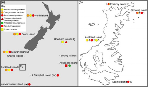 Figure 1 A, Distribution of Cyanoramphus parakeets in New Zealand and the sub-Antarctic based on modern and historical records. See key for distributions of: yellow-crowned parakeet (Cyanoramphus auriceps); orange-fronted parakeet (Cyanoramphus malherbi); red-crowned parakeet (Cyanoramphus novaezelandiae novaezelandiae); Chatham Islands red-crowned parakeet (Cyanoramphus n. chathamensis); Antipodes Island parakeet (Cyanoramphus unicolor); Reischek's parakeet (Cyanoramphus hochstetteri); and Forbes parakeet (Cyanoramphus forbesi). The red-crowned parakeet (C. n. novaezelandiae) at Campbell Island and the Macquarie Island parakeet Cyanoramphus n. erythrotis (Wagler, 1832) are extinct (Chambers & Boon Citation2005; Scofield Citation2005; Holdaway et al. Citation2010). B, Distribution of red-crowned, yellow-crowned and hybrid (the hybrids are red-crowned morph/orange-fronted haplotype and yellow-crowned morph/orange-fronted haplotype) parakeet DNA samples from the Auckland Islands. Numbers indicate sample sizes. (For a colour version of this figure, the reader is referred to the online version of this article.)