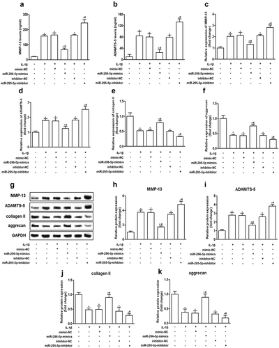 Figure 3. miR-296-5p alleviates cartilage matrix degradation in IL-1β-treated NHAC-kn cells.