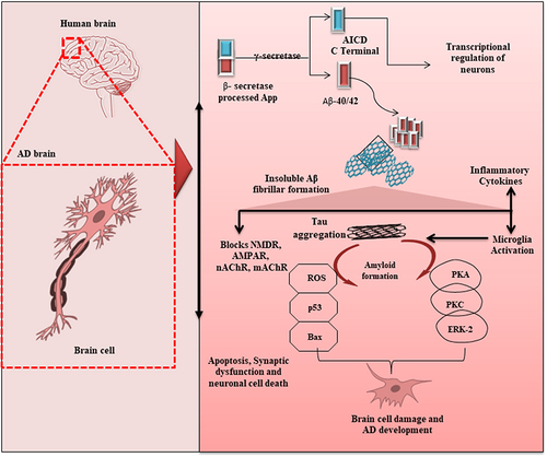 Figure 2 Molecular levels factors involved in neural death—from β-secretase processing to synaptic dysfunction and neuronal cell death in AD development.