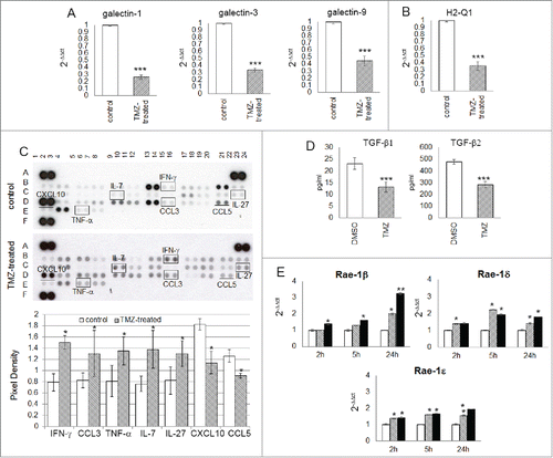 Figure 6. TMZ modifies glioma microenvironment favoring an NK cell antitumor activity. (A and B) Relative expression of the most immunosuppressive molecules normally expressed in glioma cells: galectin-1, −3, −9 (3.85 ± 0.03-, 2.94 ± 0.02- and 2.22 ± 0.03-fold, respectively vs. controls) and H2-q1 (2.81 ± 0.08-fold vs. controls). (C) Cytokine and chemokine protein array blots with pixel density quantification of lysates from gliomas of control and TMZ-treated mice (n = 5 / group of treatment). Blots are representative of experiments performed on a pool of gliomas from controls or TMZ-treated mice. Cytokines and chemokines which expression changed in both experiments were considered: IFNγ, CCL3, TNF-α, IL-7 and IL-27 were 1.9 ± 0.6-, 1.6 ± 0.4-, 1.7 ± 0.2-, 1.8 ± 0.4-, 1.6 ± 0.2-fold higher, CXCL10 and CCL5 were 0.6 ± 0.7- and 0.7 ± 0.4-fold lower in TMZ-treated compared to controls; *p ≤ 0.01. (D) TGF-β1 and -β2 levels in medium of GL261 cells treated in vitro with DMSO or TMZ: from 23.2 ± 2.5 pg/mL and 478.4 ± 19.3 pg/mL in vehicle to 13.2 ± 2.2 pg/mL and 283.8 ± 25.9 pg/mL in TMZ-treated cells. (E) Relative expression of Nkg2d ligands in GL261 cells treated in vitro with 50 and 150 μM TMZ (striped and black bars, respectively) and DMSO used as vehicle (white bars) at different time points. *p < 0.01; **p < 0.001; ***p < 0.0001.