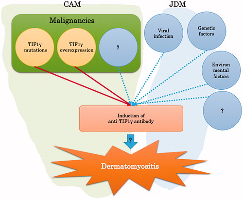 Figure 4. Pathogenesis of anti-TIF1γ antibody-positive DM.