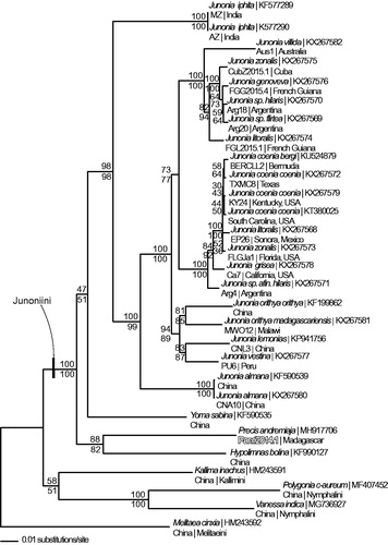 Figure 1. Phylogeny of tribe Junoniini: maximum likelihood phylogeny (GTR + G model, gamma = 0.1930, likelihood score 72678.06033) of Precis andremiaja, 24 additional mitogenomes from tribe Junoniini, and 4 outgroup species from other tribes in subfamily Nymphalinae based on 1 million random addition heuristic search replicates (with tree bisection and reconnection). One million maximum parsimony heuristic search replicates produced an identical tree topology (parsimony score 10,703 steps). Maximum likelihood bootstrap values and maximum parsimony bootstrap values (each from 1 million random fast addition search replicates) are above and below each node, respectively.