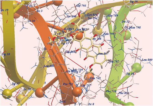 Figure 3. DNA- doxorubicin binding; H-B are illustrated with dashed lines (blue).