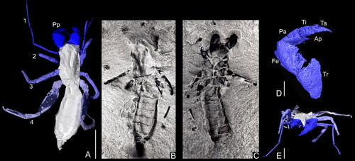 Figure 2. A, reconstruction of the holotype of Proschizomus petrunkevitchi (NHMUK PI In 7912) in dorsal aspect. B, photograph of the P. petrunkevitchi holotype, part. C, photograph of the P. petrunkevitchi holotype, counterpart. D, left pedipalp of P. petrunkevitchi. E, P. petrunkevitchi in frontal view. Translucent elements are inferred through symmetry or comparison with extant taxa. Abbreviations: 1–4, legs 1–4; Ap, apophysis; Fe, femur; Pa, patella; Pp, pedipalps; Ta, tarsus; Ti, tibia; Tr, trochanter. Scale bars: A–C = 5 mm; D = 1 mm; E = 2 mm.