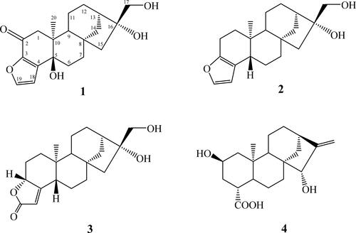 Figure 1. The chemical structures of the isolated compounds 1–4 from Coffea canephora.