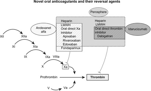 Figure 1 Coagulation cascade depicting site of action of anticoagulants and reversal agents.