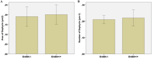 Figure 1. Effect of ErbB4–/– on the area of Gephyrin in inhibitory synapses (A) and on the number of Gephyrin in inhibitory synapses (B).