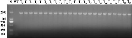 Figure 2. PCR products of fusion gene from tobacco total DNA. (M: DL2000 Maker; WT: wild tobacco; T1-T23: Transgenic tobacco plants).