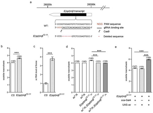 Figure 5. E(spl)mβ also regulates scutellar macrochaetes by antagonizing sc.(a) Schematic diagram of the E(spl)mβ locus and strategy of the generation of its mutant. The PAM sequence is marked in red. The gRNA binding sequence is underlined. Scissors indicate where Cas9 cleaves at the E(spl)mβ locus. Red dots represent the 7-bp deletion in the E(spl)mβ genomic sequence. (b) Quantification of the number of scutellar macrochaetes in E(spl)mβ12−11 and CS flies, t(172.112) = −9.972, p≪0.001 (Independent-Samples T test). (c) The sc RNA level in the thorax of E(spl)mβ12−11 was higher than in CS flies, t(19.622) = −12.748, p≪0.001 (Independent-Samples T test). (d) The supernumerary scutellar macrochaetes in heterozygous E(spl)mβ12−11 were restored in the double-heterozygous for E(spl)mβ12−11 and sc mutants, comparison of group 3 versus 4, p≪0.001 (Mann-Whitney U test), comparison of group 3 versus 5, t(151.374) = 7.176, p≪0.001 (Independent-Samples T test). (e) The phenotype of supernumerary scutellar macrochaetes in homozygous E(spl)mβ12−11 was intensified by sc overexpression driven by sca-Gal4, comparison of group 1 versus 3, t(228.729) = −15.332, p≪0.001, comparison of group 2 versus 3, t(213.259) = −16.626, p≪0.001, (Independent-Samples T test). ***p < 0.001. Error bars indicate the SEM. The number of adult flies with each genotype is shown in parentheses.